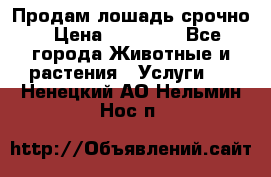 Продам лошадь срочно › Цена ­ 30 000 - Все города Животные и растения » Услуги   . Ненецкий АО,Нельмин Нос п.